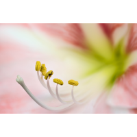 Amaryllis_HF.jpg (ErnstP)