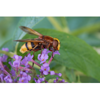 Hornissen-Schwebfliege.jpg (ErnstP)