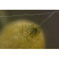 Faszinierende Rückansicht
(ErnstP) Spinne_Fäden_HF46.jpg (ErnstP)