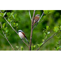 Beleidigte Neuntöter
(outdoorpicture) Neuntöter.JPG (outdoorpicture)