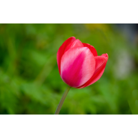 HHK_5665xxx3-2.jpg (Fietsche)