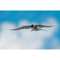 HHK_8177xxx5-2.jpg (Fietsche)