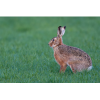 DSC_8126vkcs++++.jpg (wwjdo?)