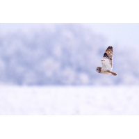 image__Matthias_Delle_eule_ohreule_echte-eule_sumpfohreule_asio-flammeus_greif_greifvogel.jpg (wwjdo?)