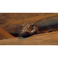 Langeweile ?
(bachprinz1) 2025-02-13_13-06-03_P2131137_Stack_aus_12 (Meth B,Radius8,Smoothing4)aa_filtereda_klein.jpg (bachprinz1)