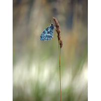 2025-06-18_06-05-48_P6181243_Stack_aus_5 (Meth B,Radius8,Smoothing4)a_filtered_klein.jpg (bachprinz1)