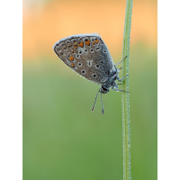 2025-08-13_06-50-13_P8130130_Stack_aus_7 (Meth B,Radius8,Smoothing4)a_filtered_klein.jpg (bachprinz1)