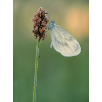 2025-08-13_06-58-00_P8130405_Stack_aus_8 (Meth B,Radius8,Smoothing4)a_filtered_klein.jpg (bachprinz1)