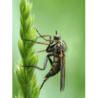 2025-05-07_11-58-37_P5070485_Stack_aus_30 (Meth B,Radius8,Smoothing4)a_filtered_klein.jpg (bachprinz1)