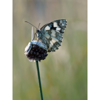 2025-06-18_05-46-40_P6180541_Stack_aus_8 (Meth B,Radius8,Smoothing4)a_filtered_klein.jpg (bachprinz1)