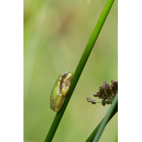 IMG_4215_5.0_1.500_400_Laubfrosch_FS.jpg (Gabi Buschmann)