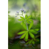WEBU6122_Waldmeister_AB.jpg (Gabi Buschmann)