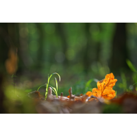 WEBU0264_3.5_1.jpg (Gabi Buschmann)