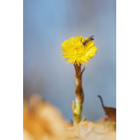 WEBU9632_200_5.0_1.640_Huflatt_1EH.jpg (Gabi Buschmann)