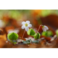 WEBU0221_500_8.0_1.320_Sklee_EH.jpg (Gabi Buschmann)