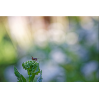 WEBU0540_160_5.6_1.100_Strlarv_NS.jpg (Gabi Buschmann)