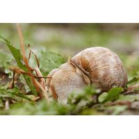 Lollipop_Weinbergschnecke.gif (Gabi Buschmann)