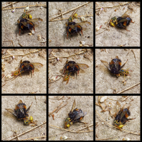 Collage_Hummel_Wespe.1.jpg (Gabi Buschmann)