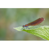 WEBU2189_800_8.0_1.400_Libell.jpg (Gabi Buschmann)