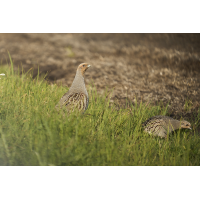 WHI03069.jpg (nurWolfgang)