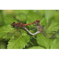 Sympetrum striolatum_Paarungsrad_IMG_0958.jpg (der_kex)