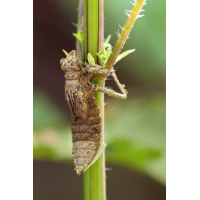 Gomphus vulgatissimus_m_Schlupf_IMG_0455_1200.jpg (der_kex)