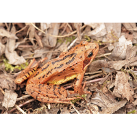 Springfrosch_IMG_4090_1200.jpg (der_kex)