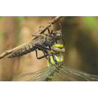 Cordulegaster bidentata_f_Schlupf_Detail_IMG_3513_1200.jpg (der_kex)