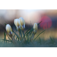 Krokus_Bremslicht_8W8A4932.jpg (der_kex)