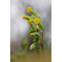 Schlüsselblume_8W8A7421_1200.jpg (der_kex)