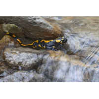 Feuersalamander_8W8A9930_1200.jpg (der_kex)