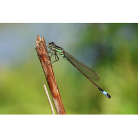Ischnura elegans_m_8W8A4491_1200.jpg (der_kex)