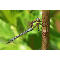 Brachytron pratense_m_8W8A2171_1200.jpg (der_kex)