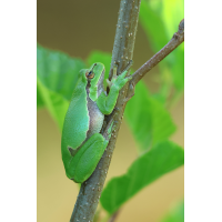 Laubfrosch_adult_8W8A3984_1200.jpg (der_kex)