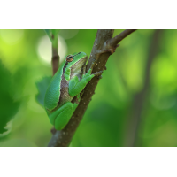 Laubfrosch_adult_8W8A4144_1200a.jpg (der_kex)