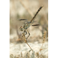 Brachythemis impartita_m_8W8A0546_1200.jpg (der_kex)