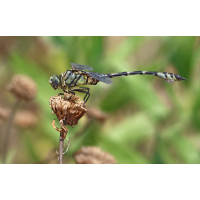 Lindenia_tetraphylla_m_8W8A1401_1200b.jpg (der_kex)