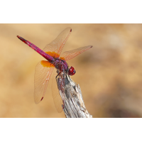 Trithemis annulata_m_8W8A8602_1200.jpg (der_kex)