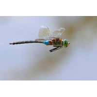 Anax parthenope_m_8W8A9629_1200.jpg (der_kex)