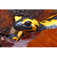 Feuersalamander_mitzikade_8W8A0728_1200.jpg (der_kex)