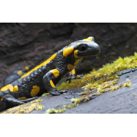 Feuersalamander_8W8A0402_1200b.jpg (der_kex)