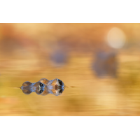 Grasfrösche_8W8A2660_1200.jpg (der_kex)