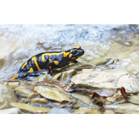 Feuersalamander_8W8A0253_1200.jpg (der_kex)
