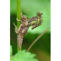 Schlüpfende Gemeine Keiljungfer
(der_kex) Gomphus vulgatissimus_m_Schlupf_8W8A0504_1200.jpg (der_kex)