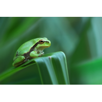 Little Green Buddha
(der_kex) Laubfroschbaby_8W8A1145_1200.jpg (der_kex)