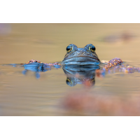 Moorfrosch in Love
(André Neumann AN) NZ8_4599-NEF_DxO_DeepPRIME-2.jpg (André Neumann AN)