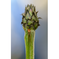 D6C_0875_625x1000.jpg (ULiULi)