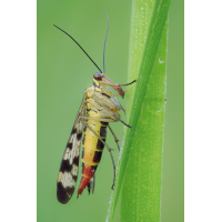 skofli-stack-109581-670.jpg (Freddie)