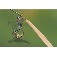 lib-stack-242998-243010.jpg (Freddie)