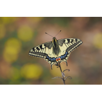 schwalbi-stack-4110536+37.jpg (Freddie)